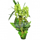 ORQUIDEA CIMBIDIO