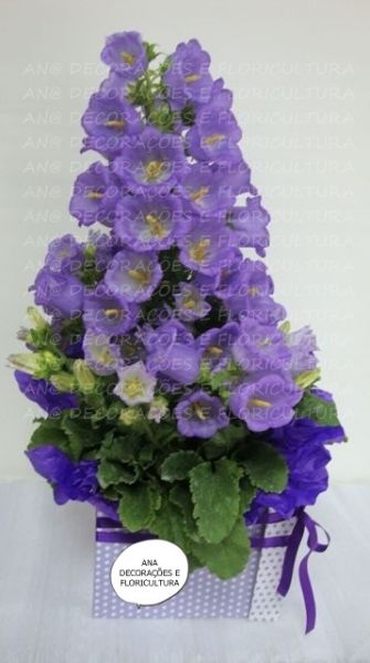 CAMPANOLA