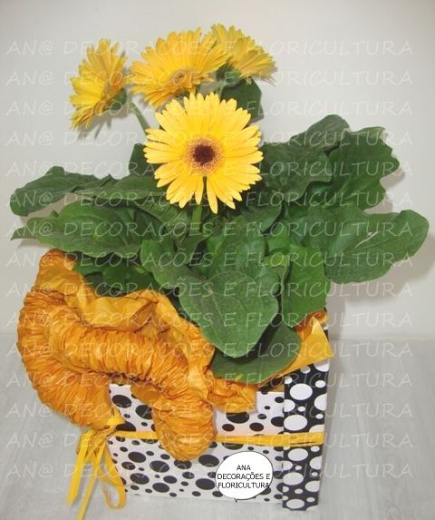GERBERAS